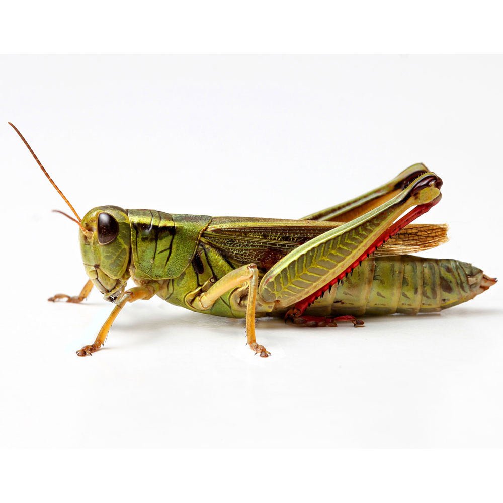 Прямокрылые Orthoptera