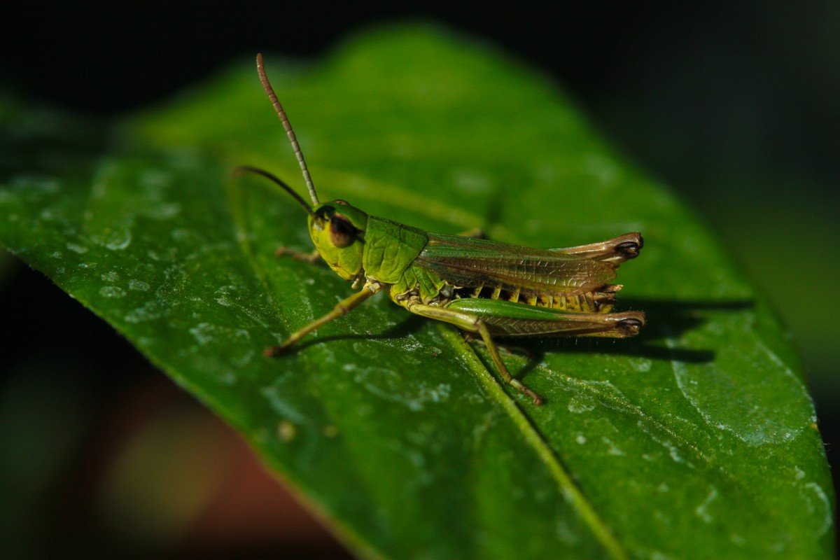 Кузнечик Лейххардта
