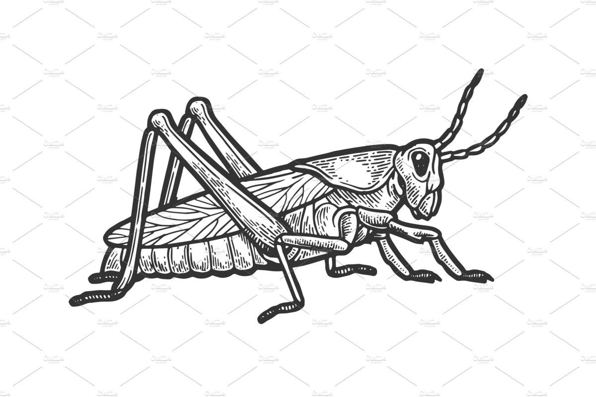 Кобылка кузнечик и Саранча