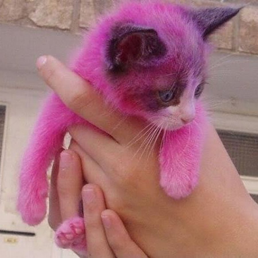 Включи кота называется. Розовая кошка. Розовый котенок. Кошка розового цвета. Рошовый кот.