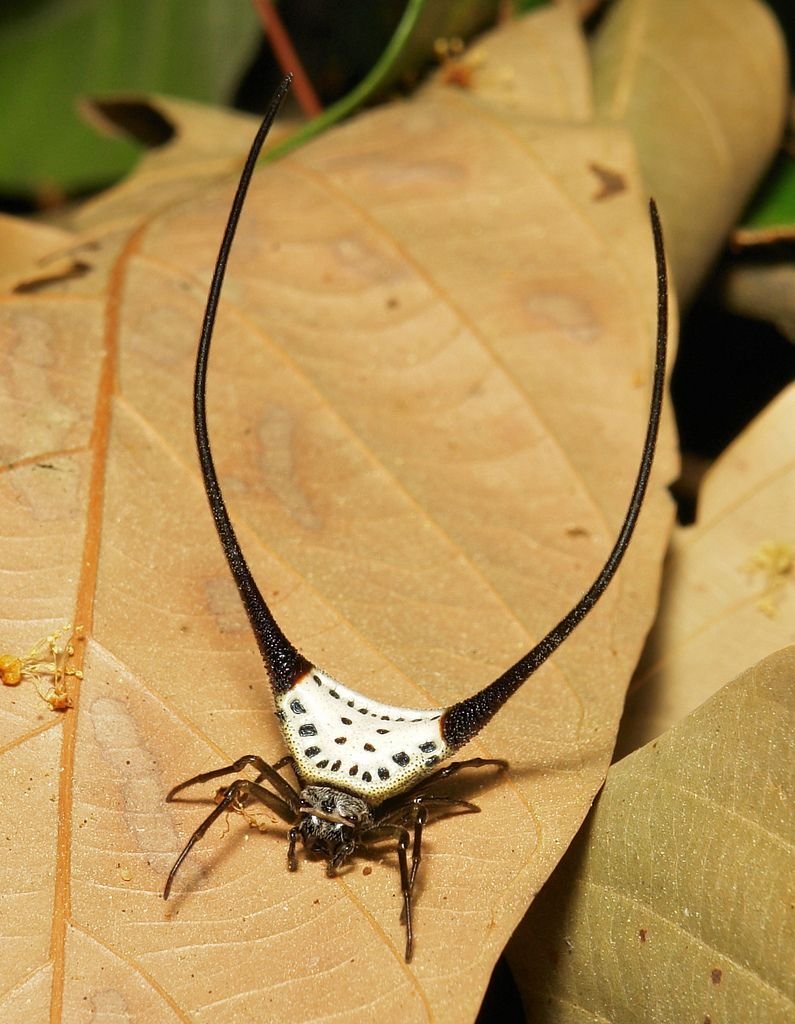 Macracantha arcuata паук