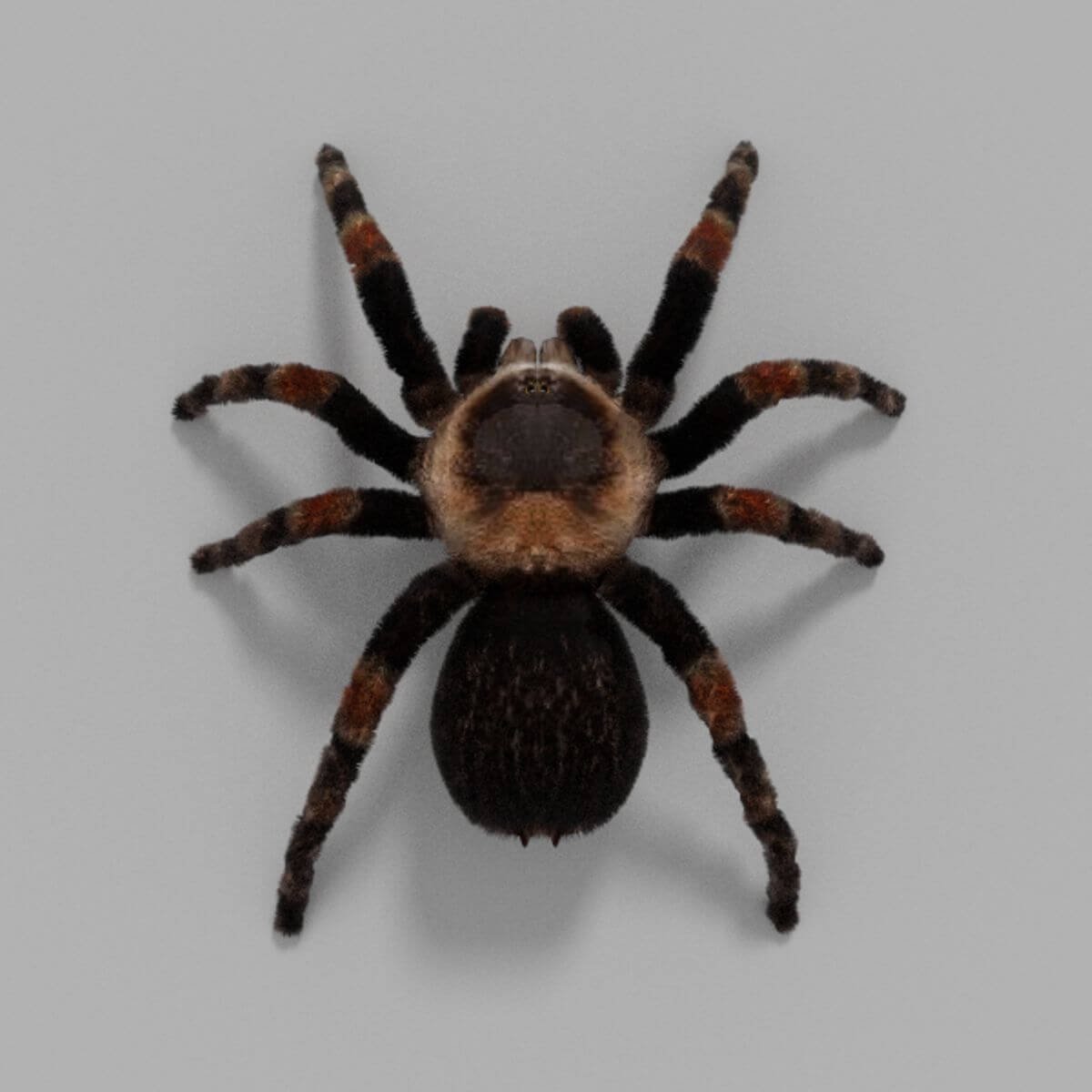 Тарантул птицеед сверху