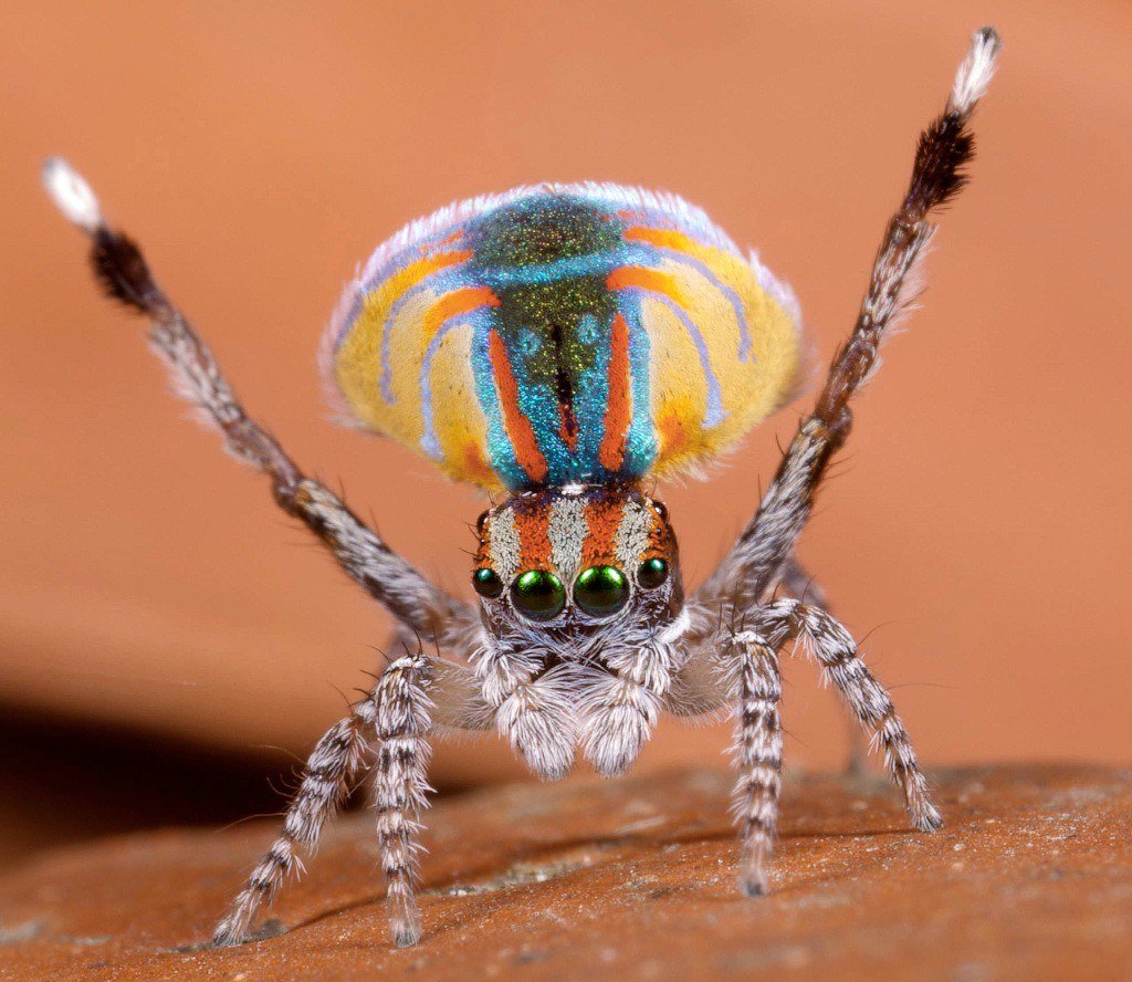 Паук Maratus volans