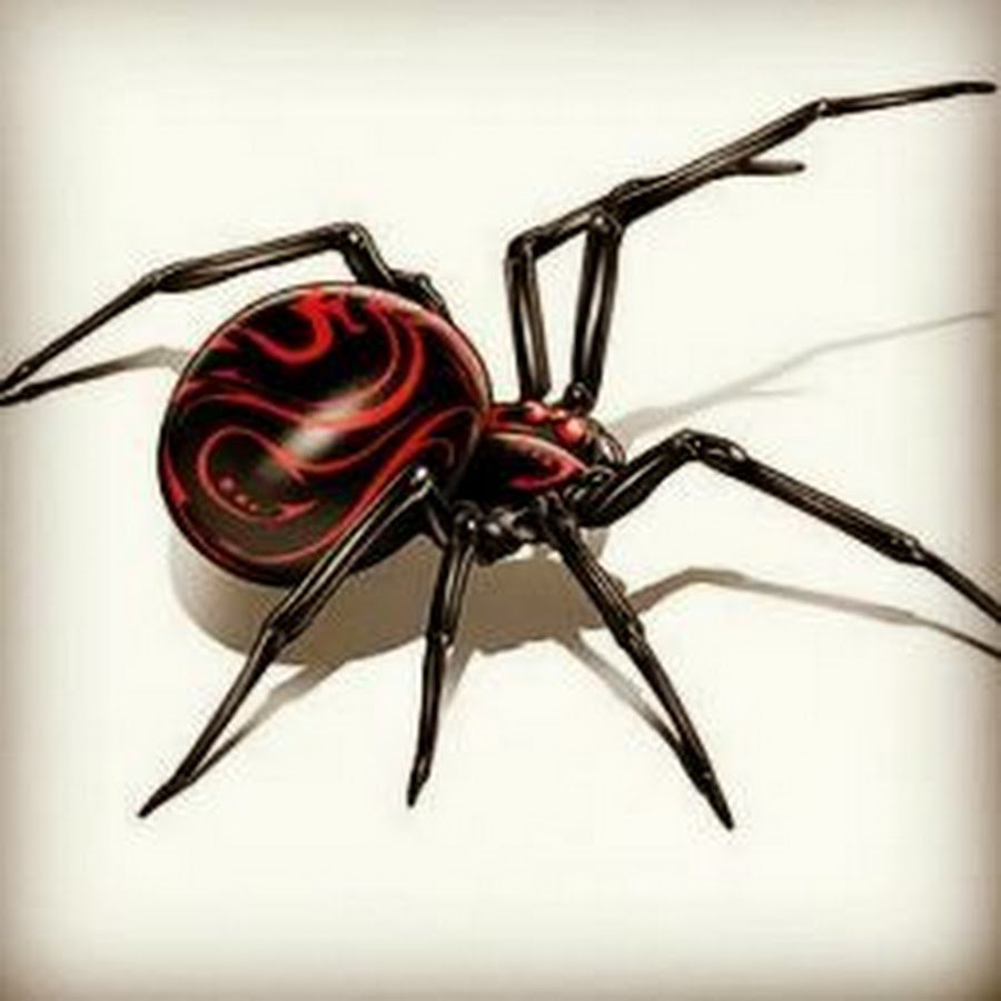 Черная вдова паук арт