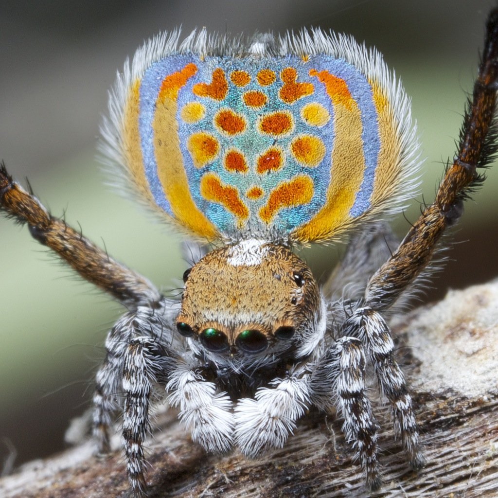 Крылатый паук