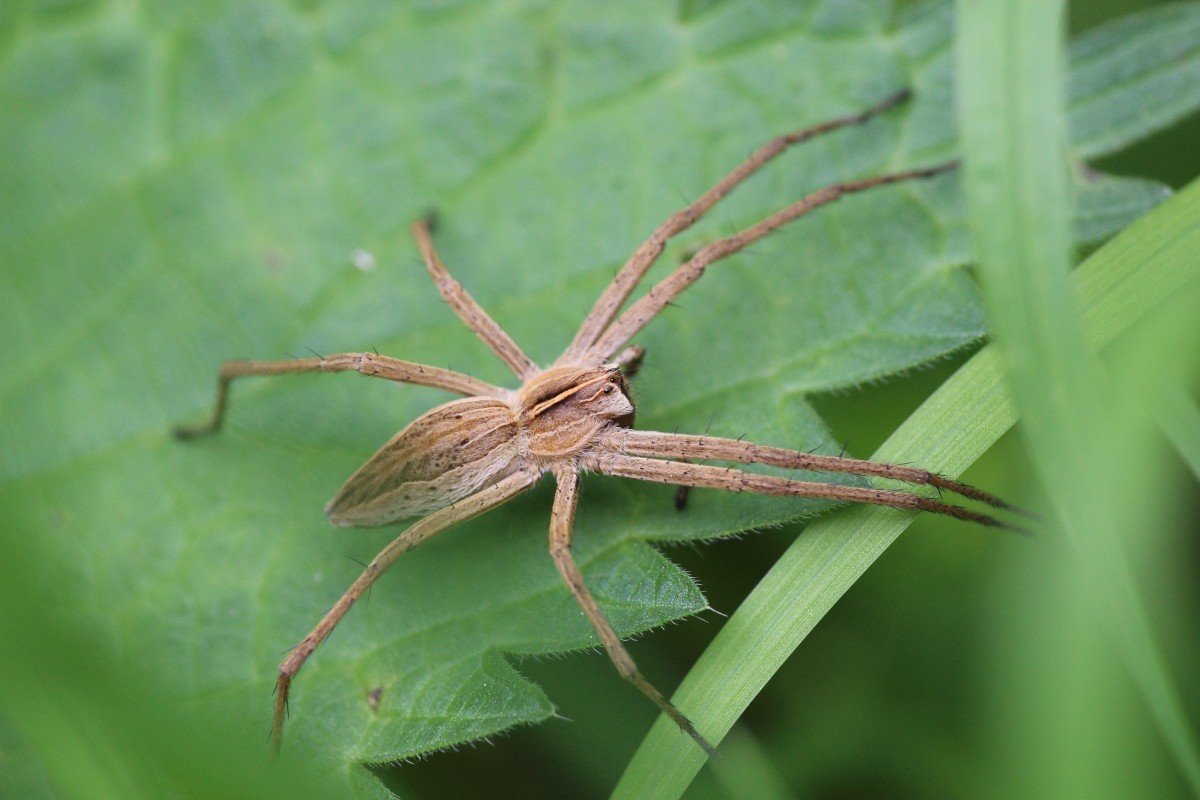 Паук Арахнид