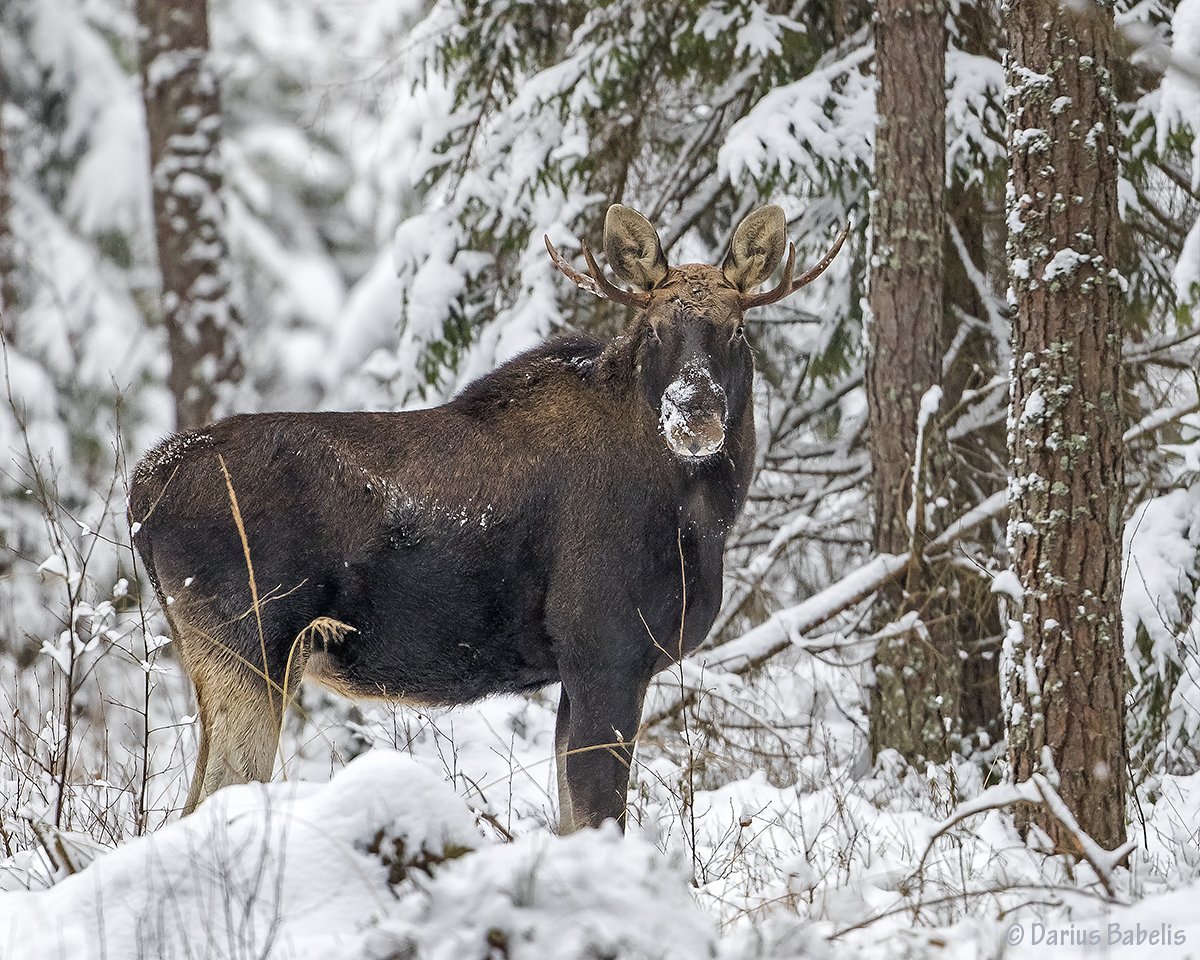 Лось в зимнем лесу