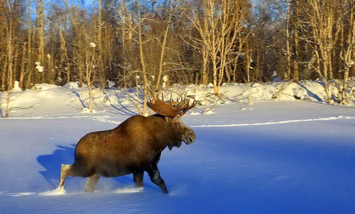 Лось зимой в лесу