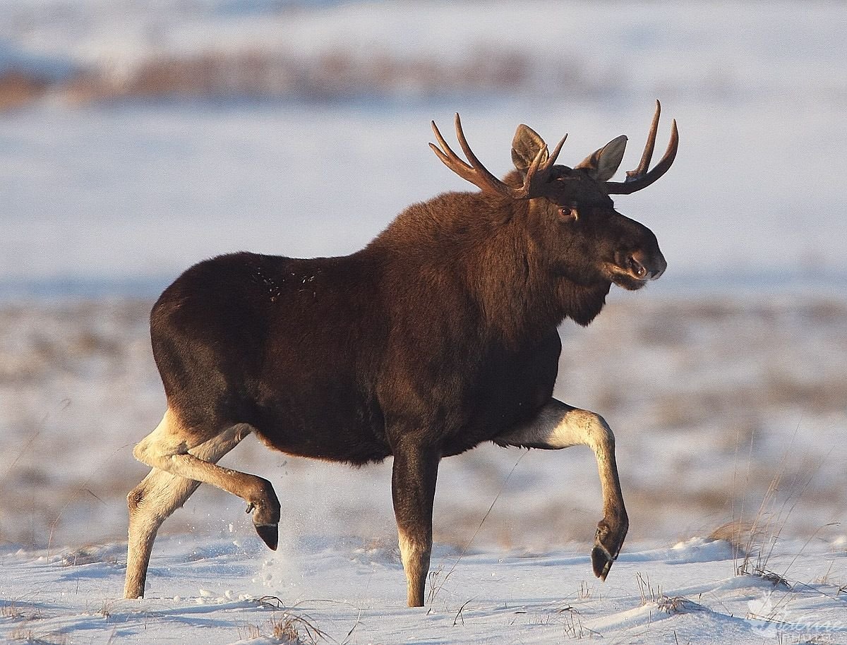Лось в Новосибирской области