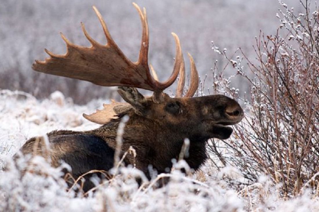 Охота на лося в Новосибирской области 2020