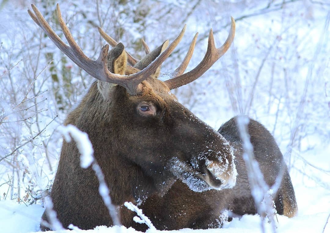 Снежный Лось