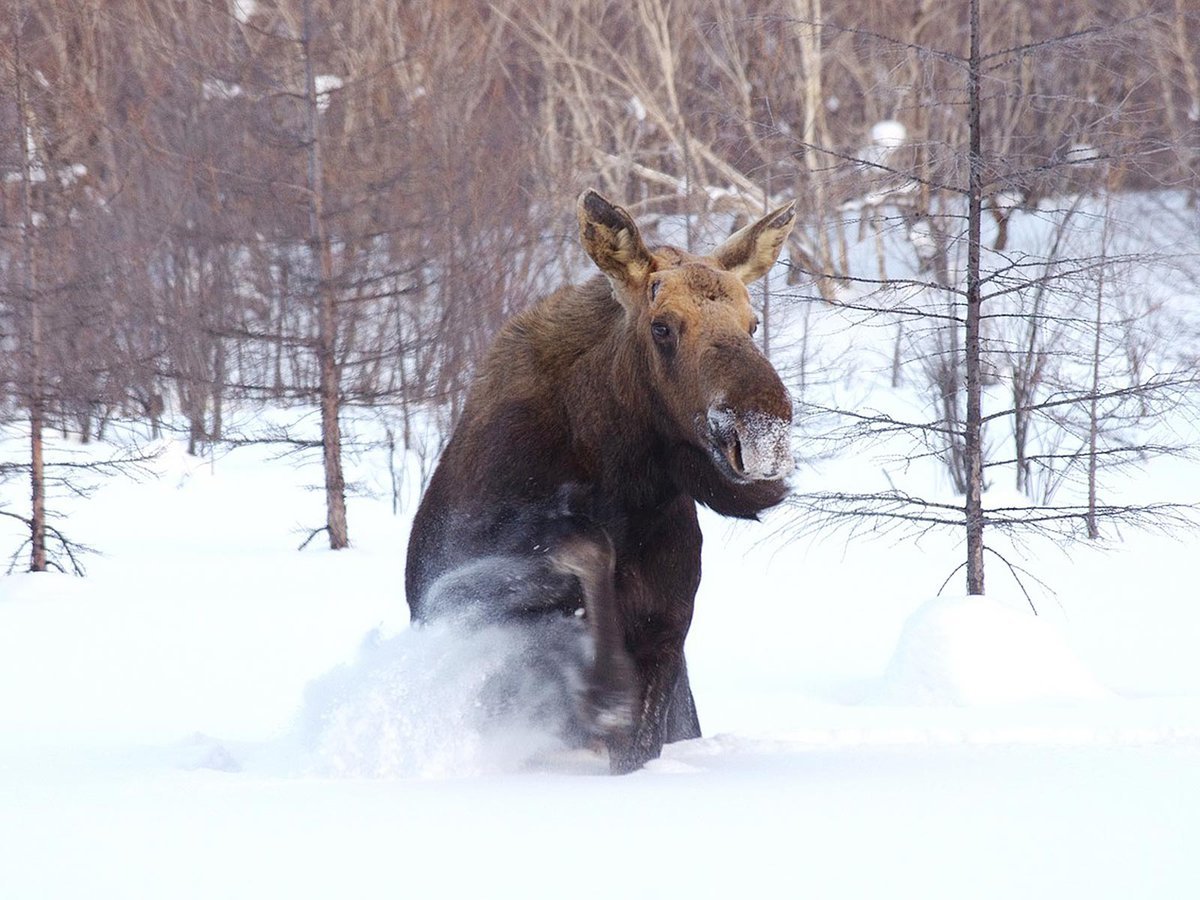 Лось в Удмуртии