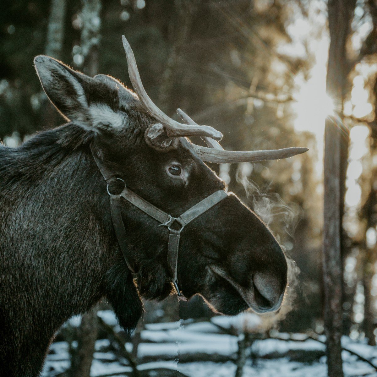 Чукавино лошади