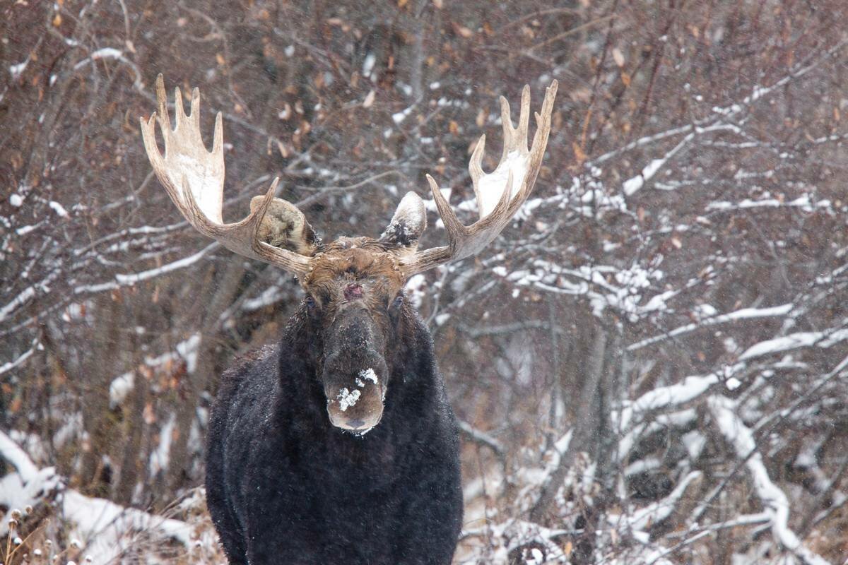 Лось в Новосибирской области