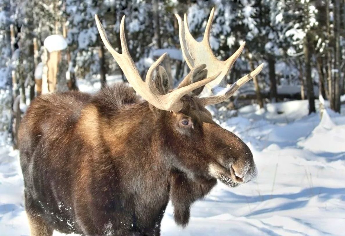Зимовье лося