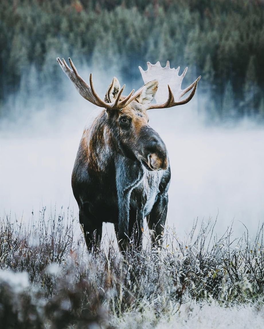 Аляскинский Лось