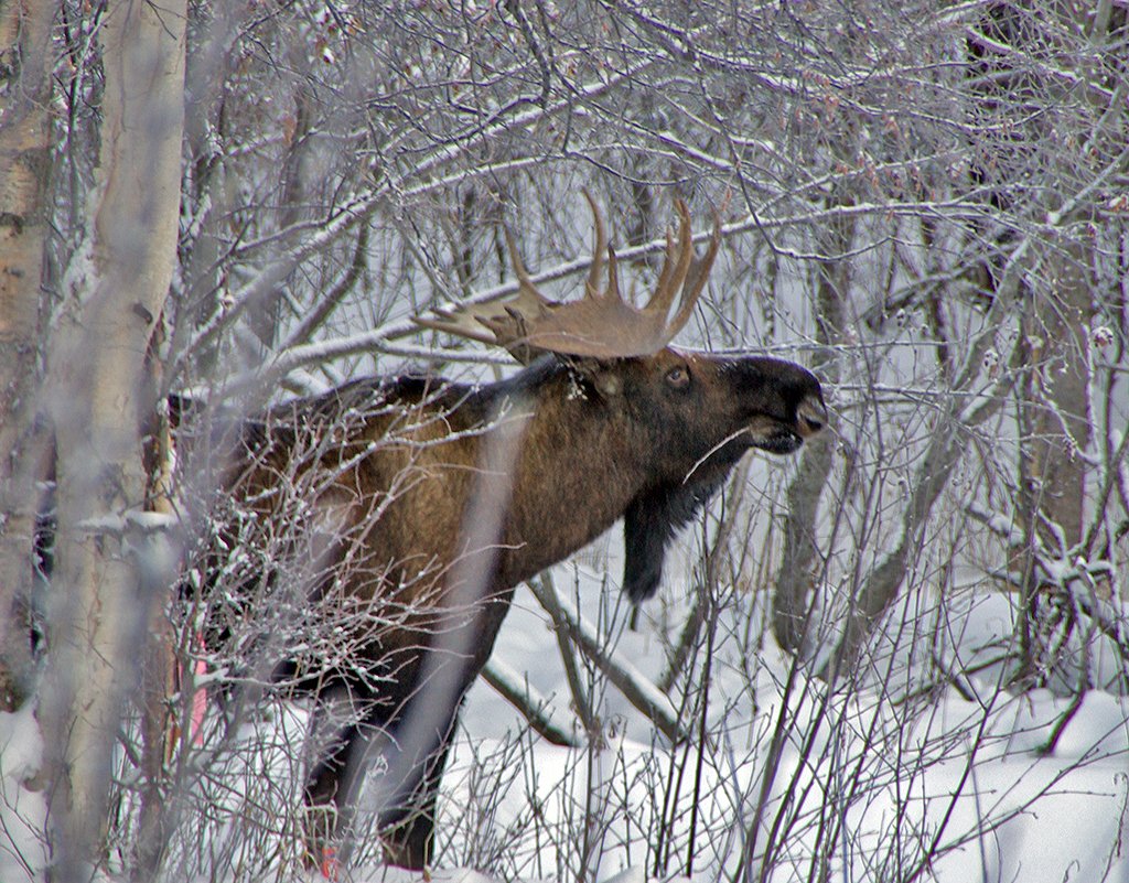 Лось в Свердловской области
