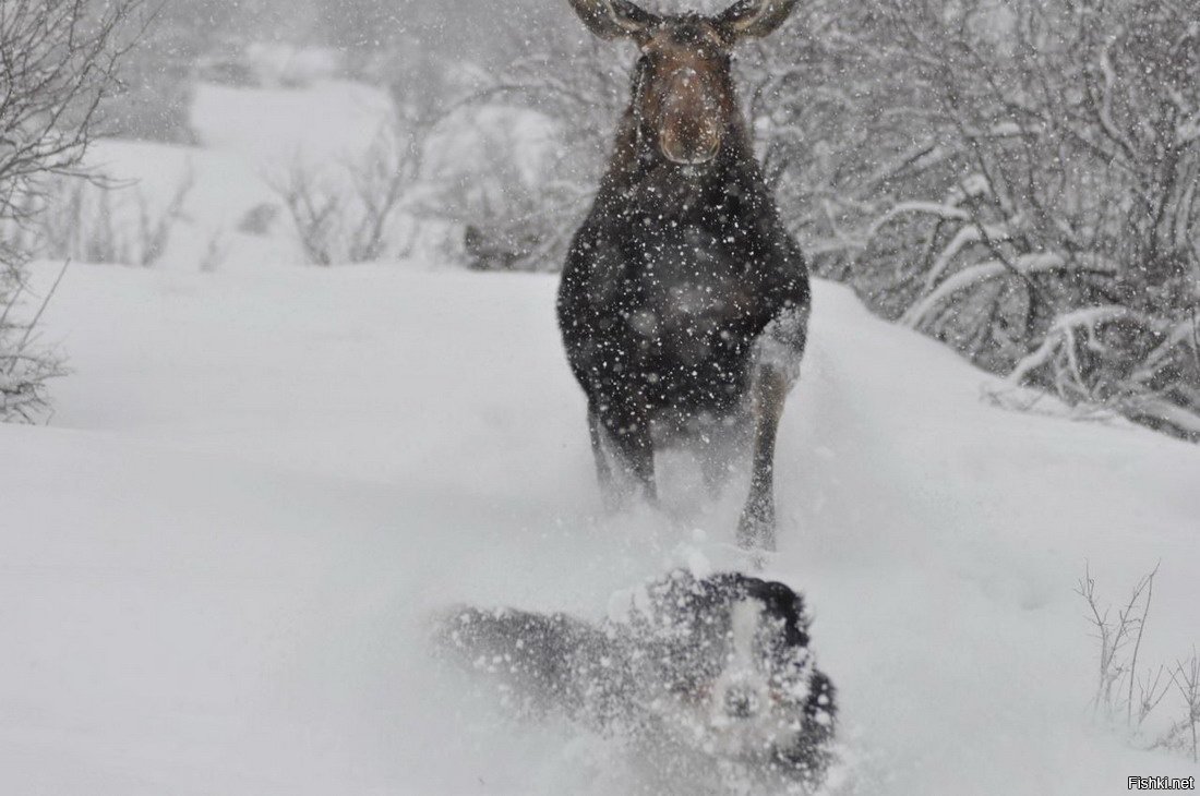 Лось убегает