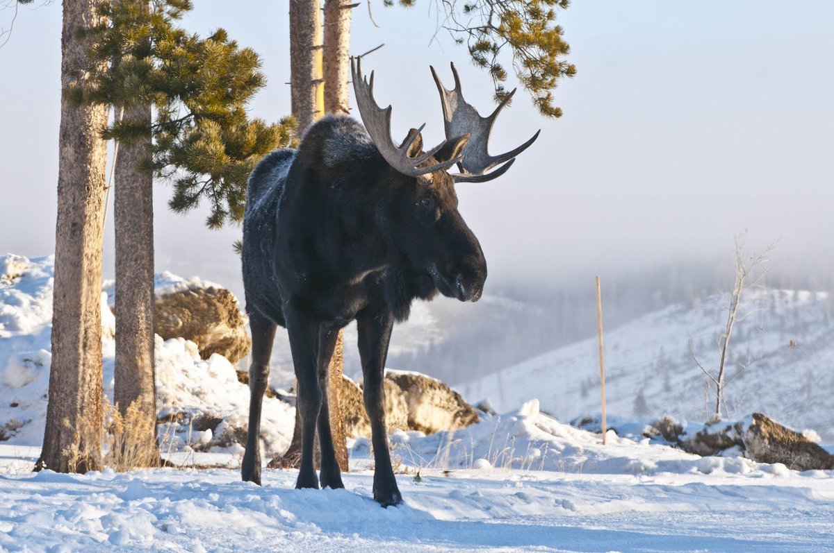 Лось Мурманской области