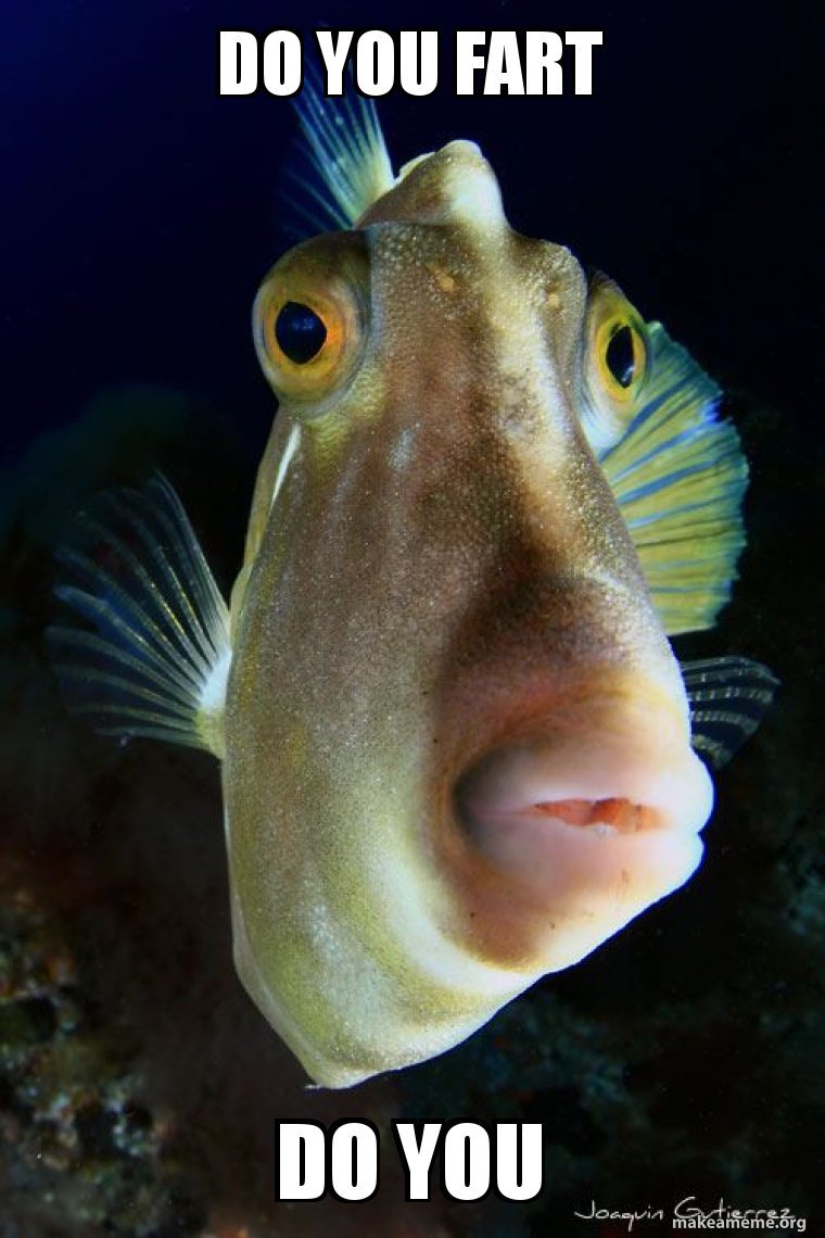 Аквариумная рыбка телескоп Звездочет