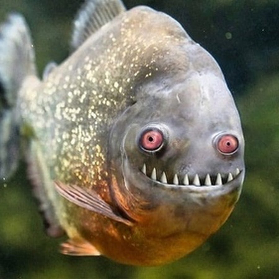 Золотая рыбка пучеглазая