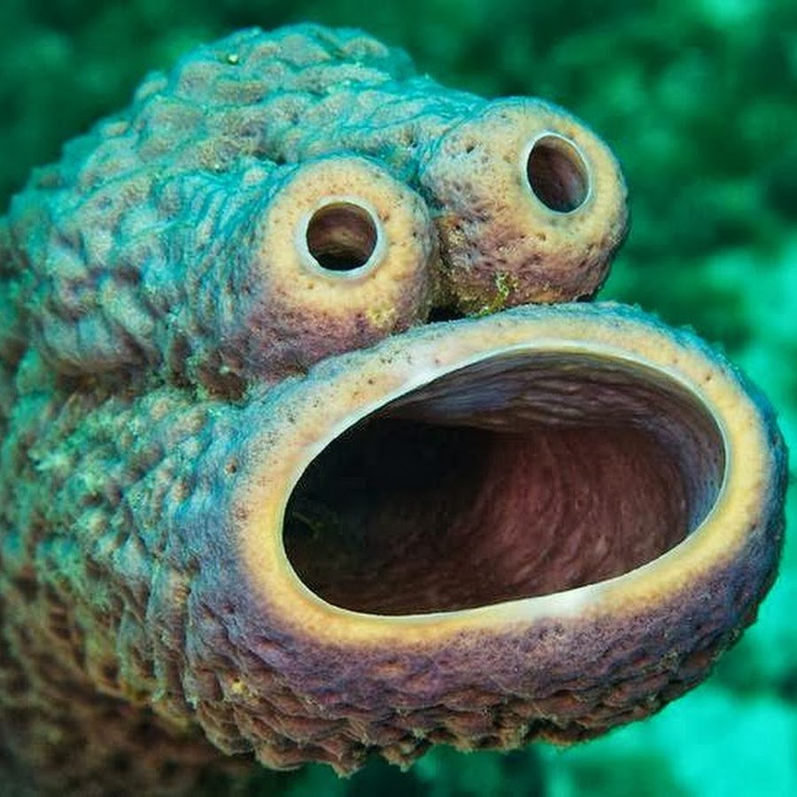 Маленькая морская рыбка