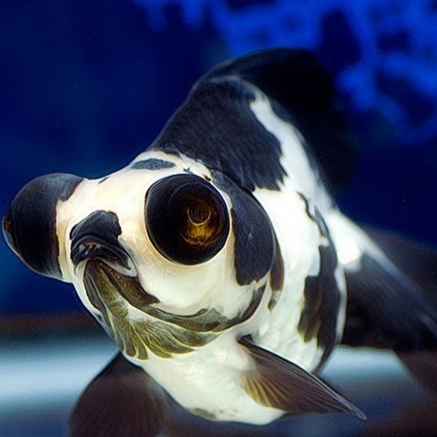 Золотая рыбка ювенильный магазин.