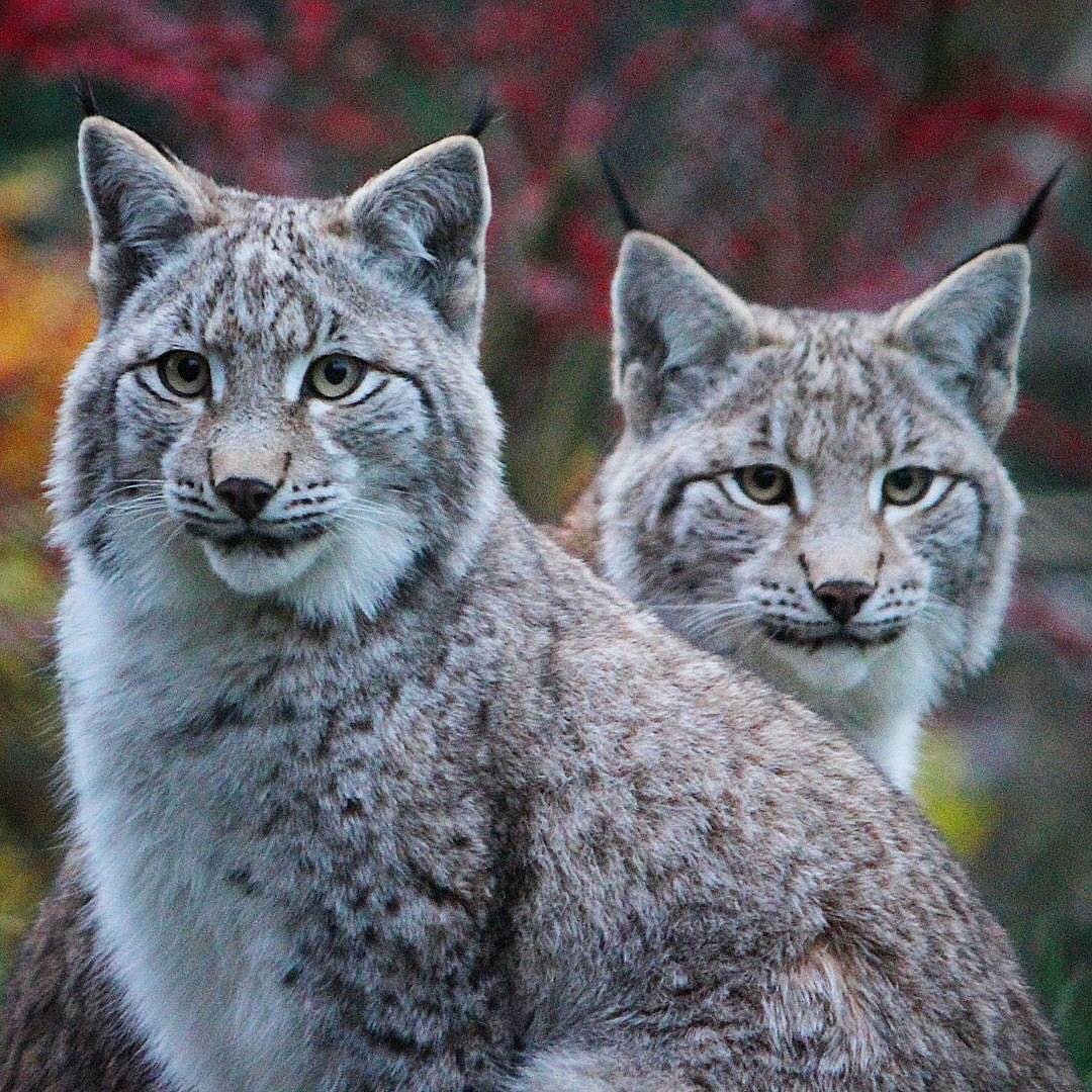 Рысь из 12 сезона