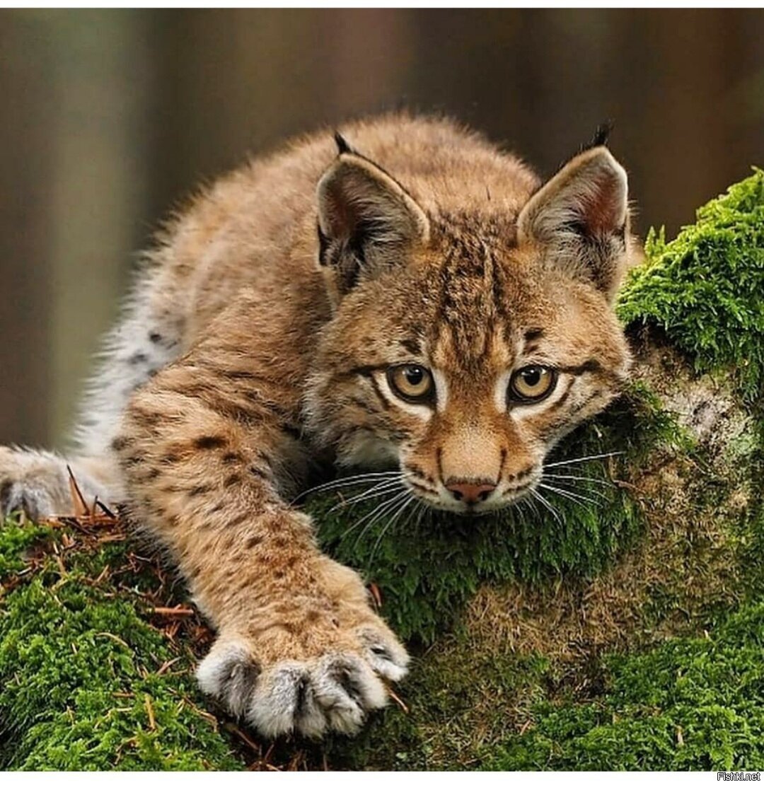 Обыкновенная Рысь