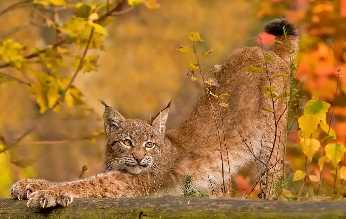 Бобкэт Рысь