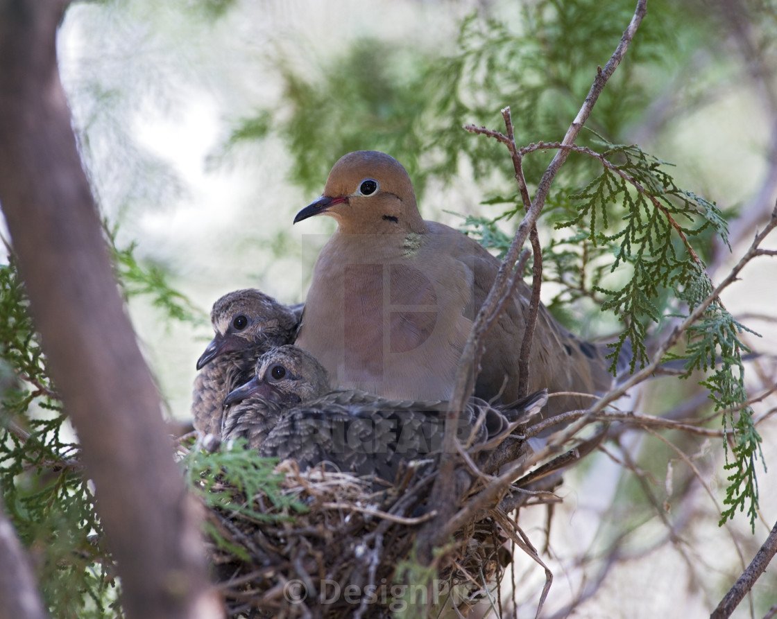 Белый Горлица в Крыму зимой