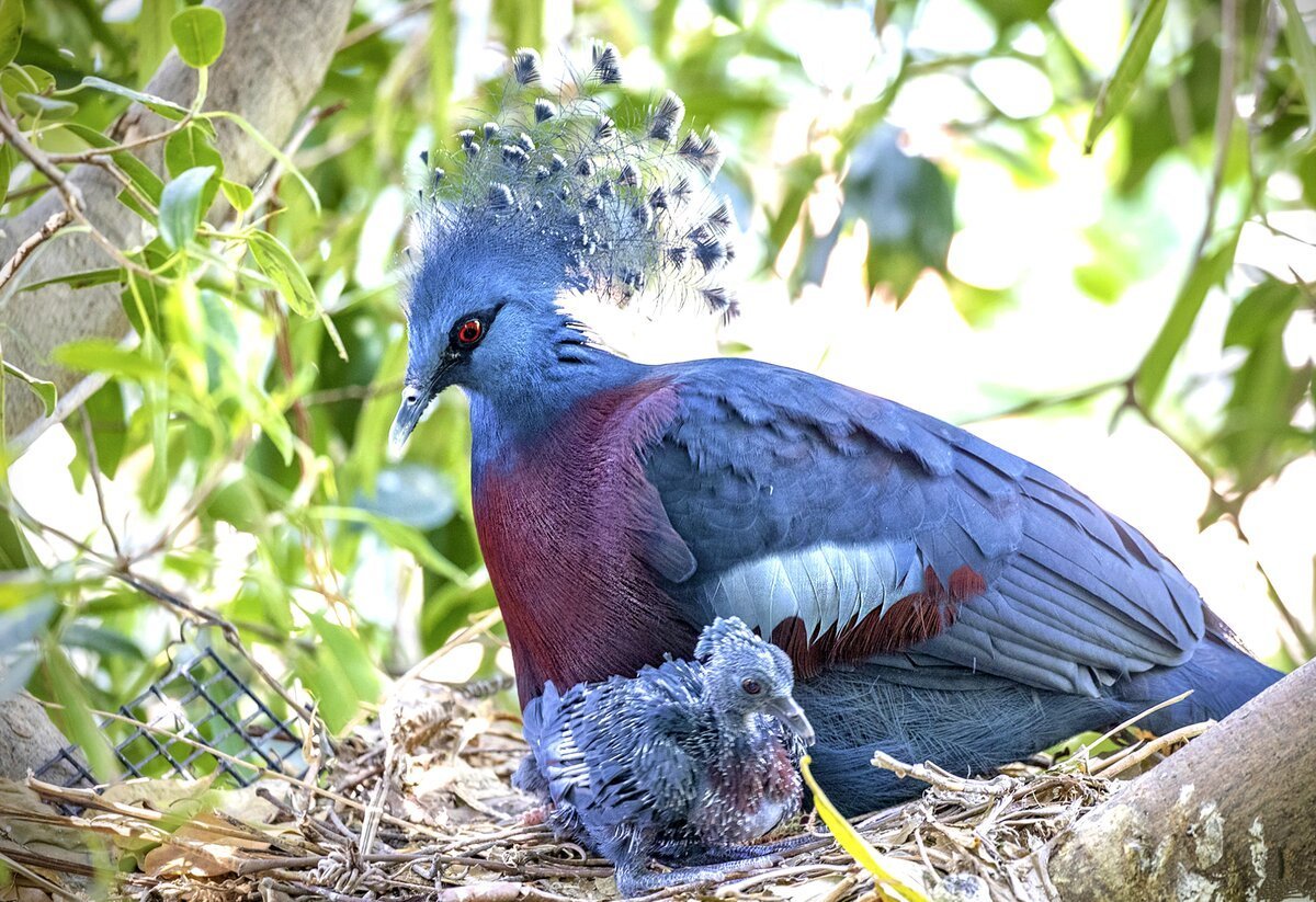 Галчонок птица