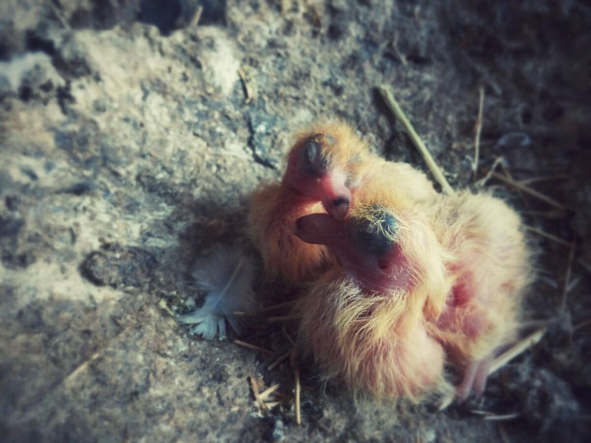 Птицы утром