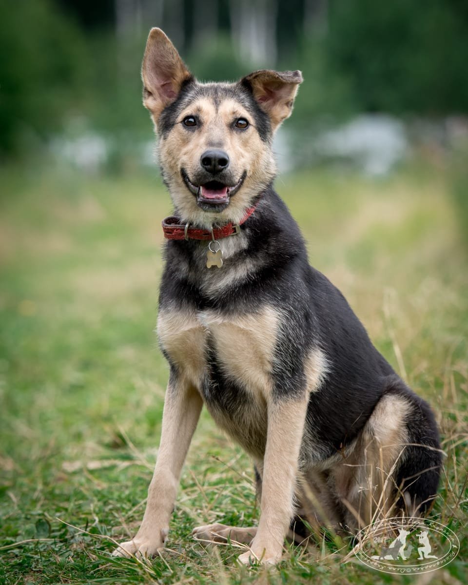 Собака метис немецкой овчарки