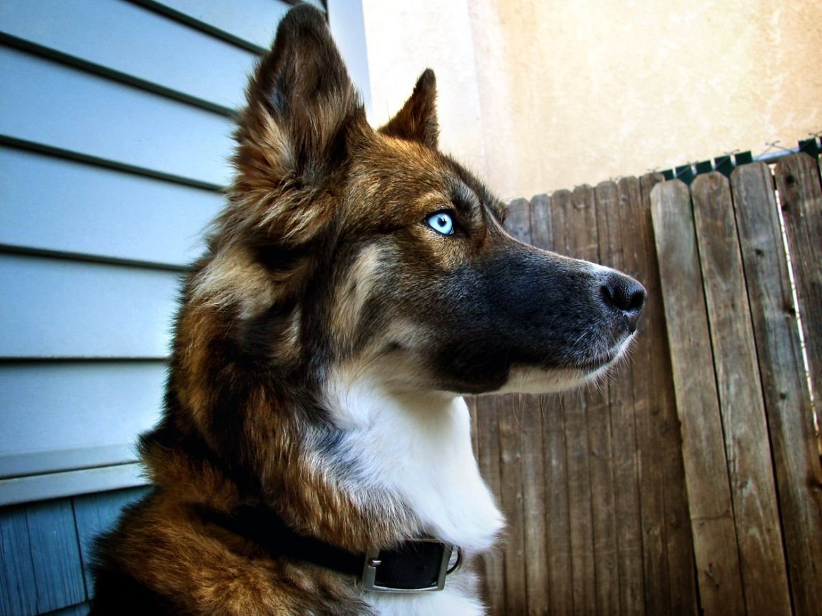 Метис овчарки и дворняги щенок