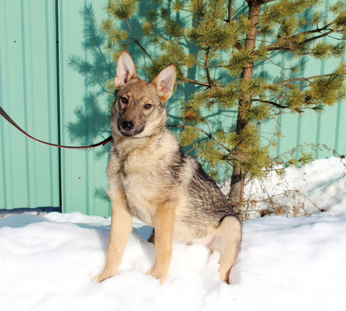 Лайка волкодав