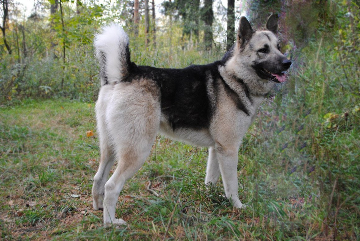 Герберийский шепски