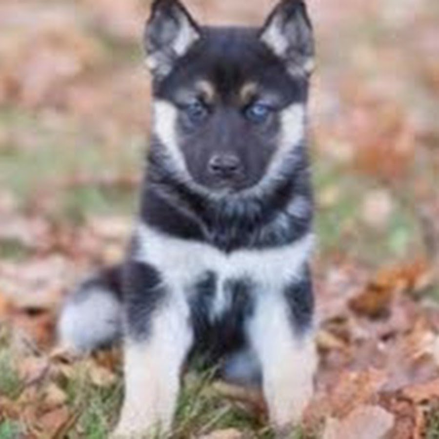 Метис аусси и хаски