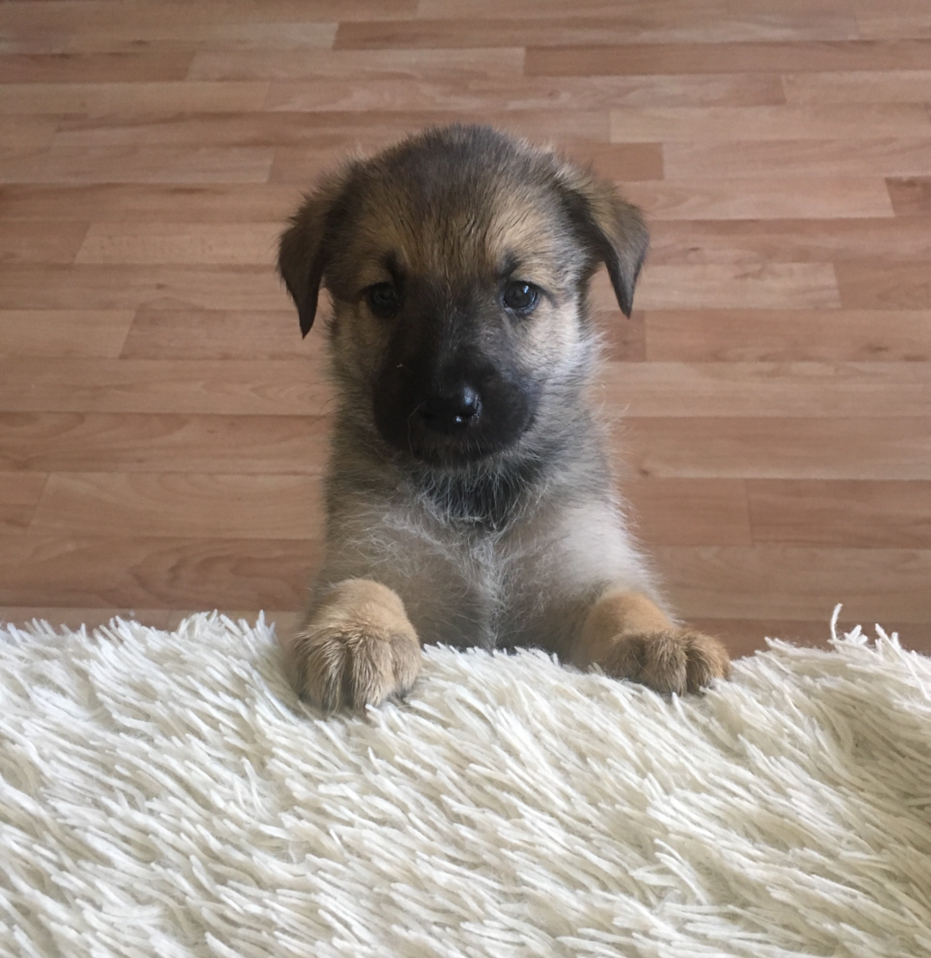 Волкодав овчарка Восточно европейская