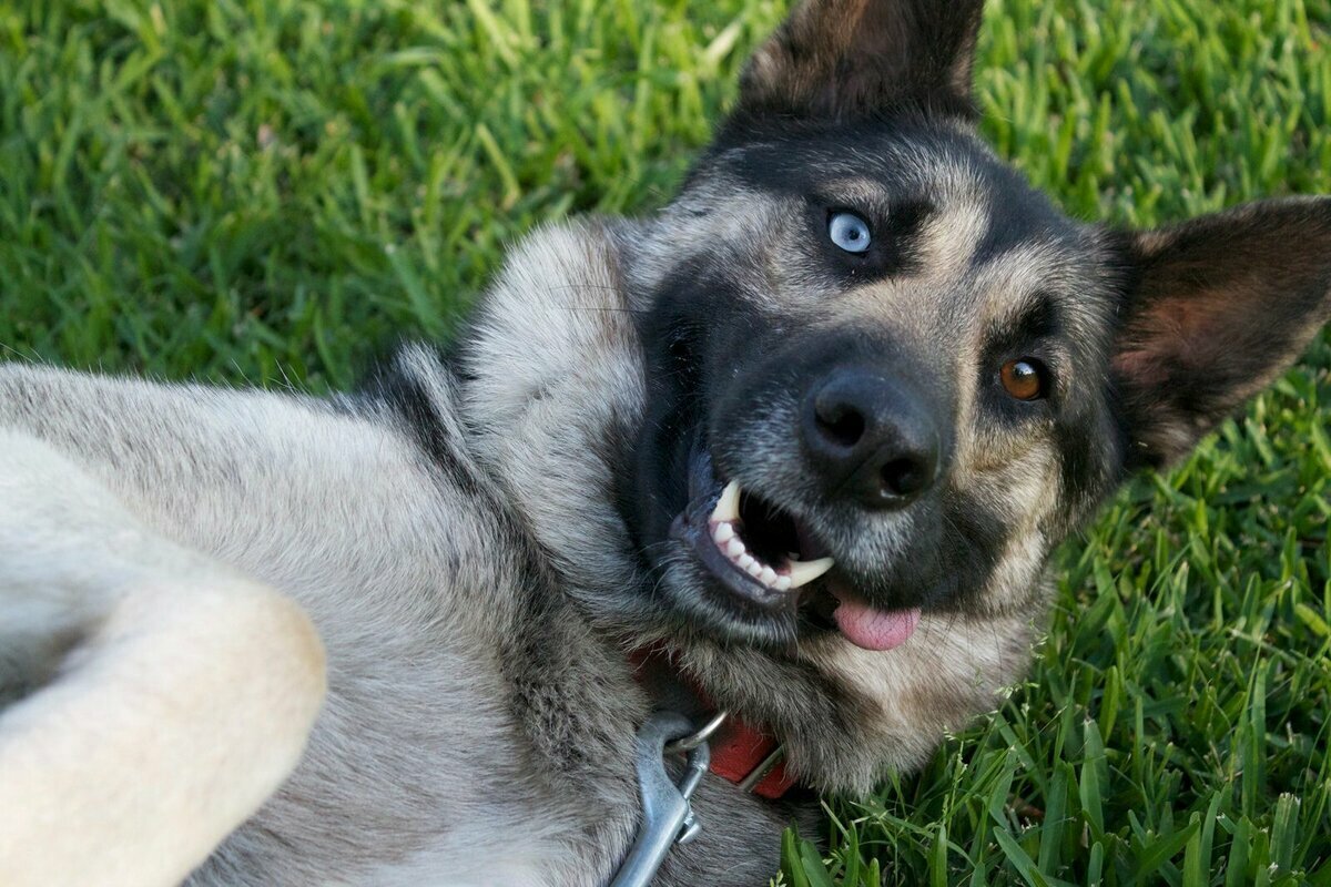 Метис Восточно сибирской лайки