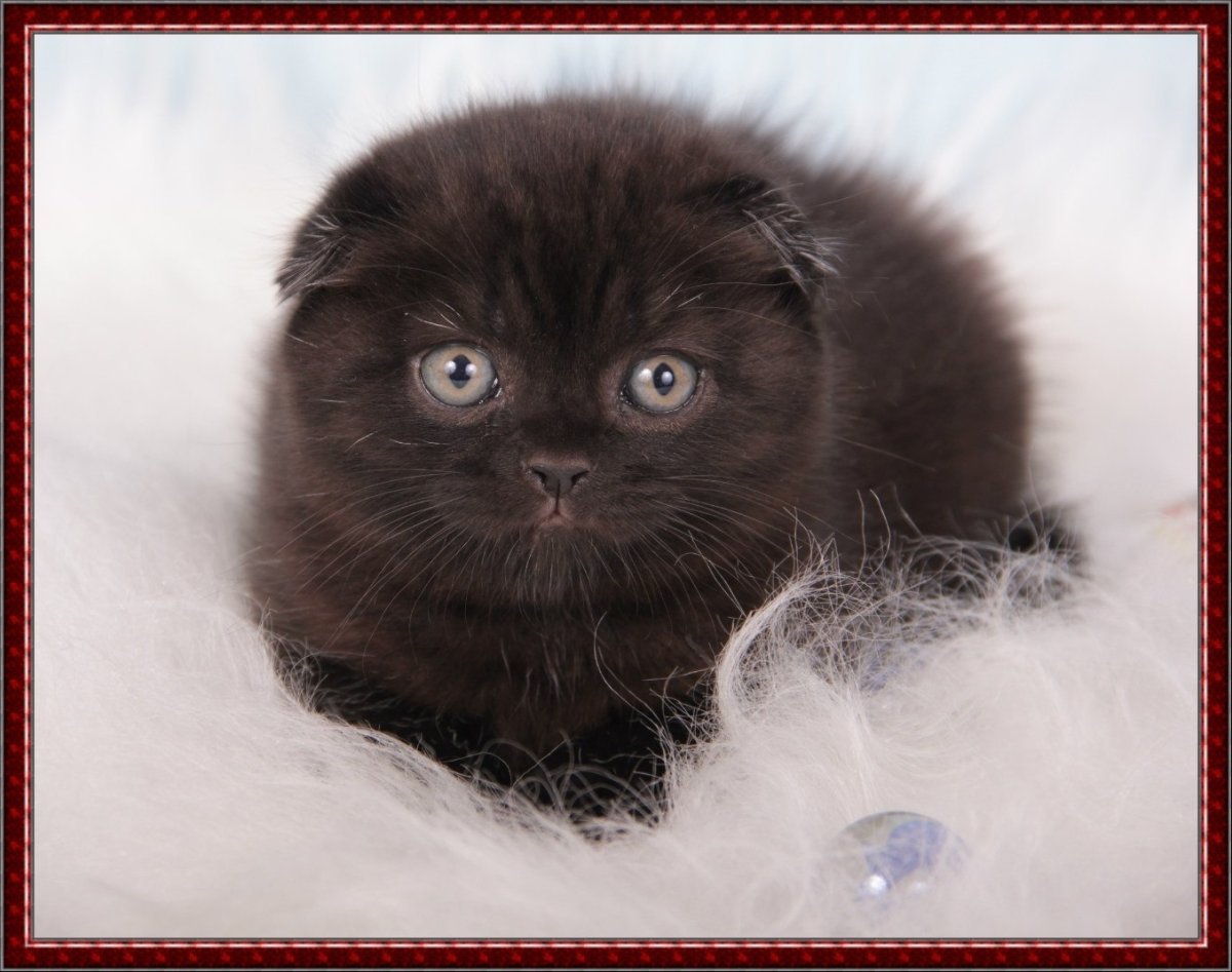 Смешные Шотландские вислоухие черная