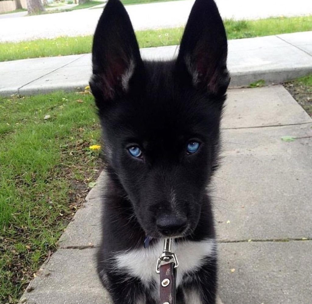 Австралийский Шепард помесь хаски