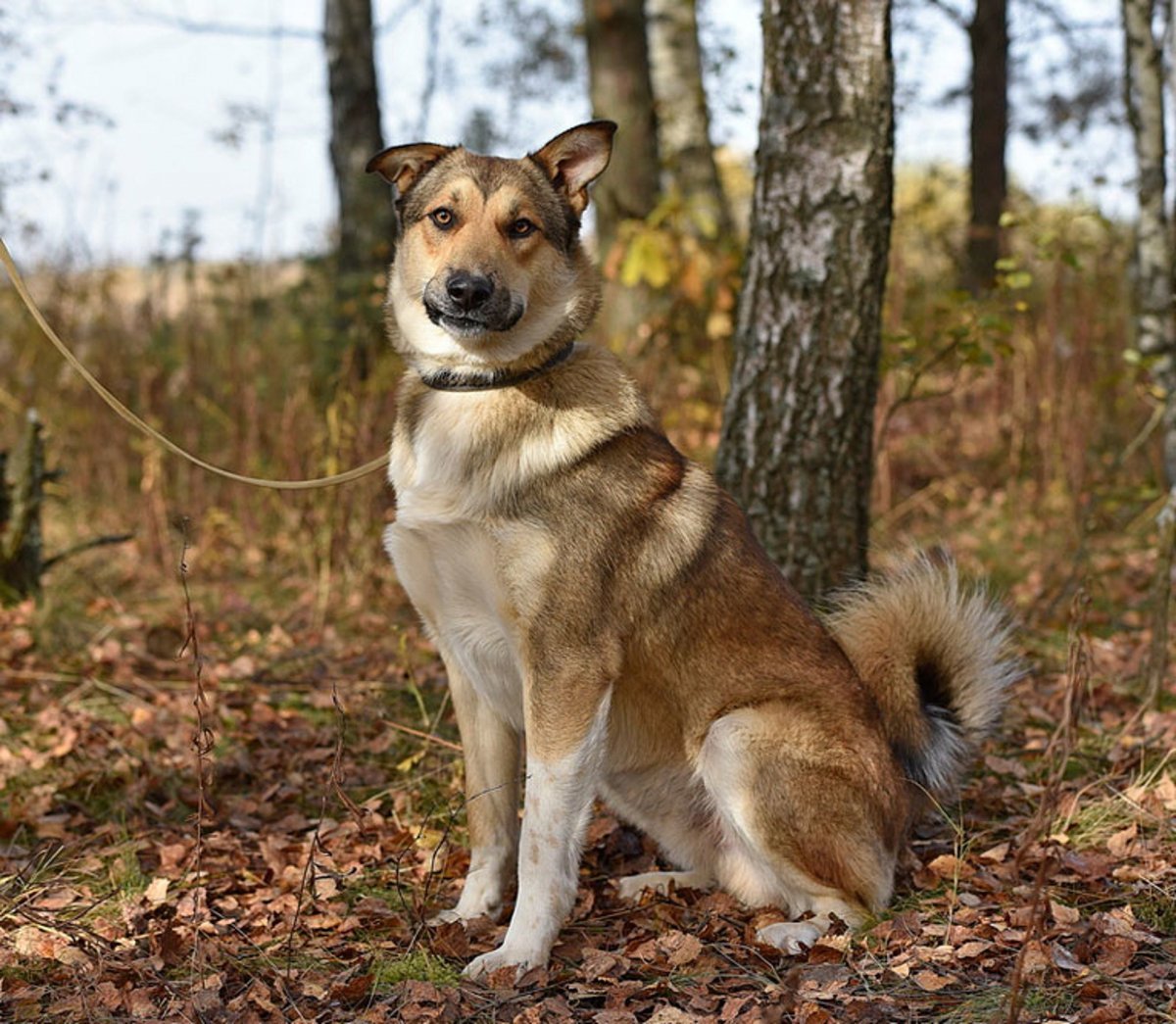 Шоколадный метис хаски
