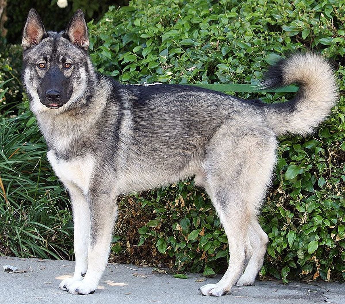 Щенки немецкой овчарки и хаски