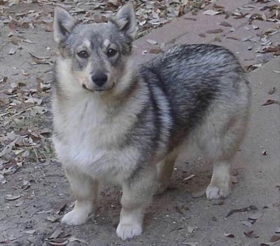 Метис корги и хаски