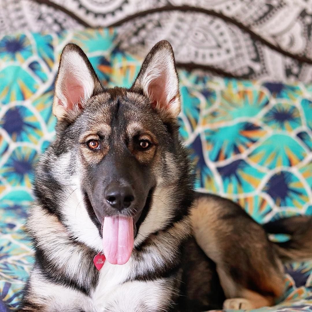 Метис лайки и дворняги