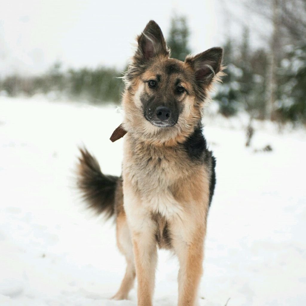 Метис лайки и овчарки