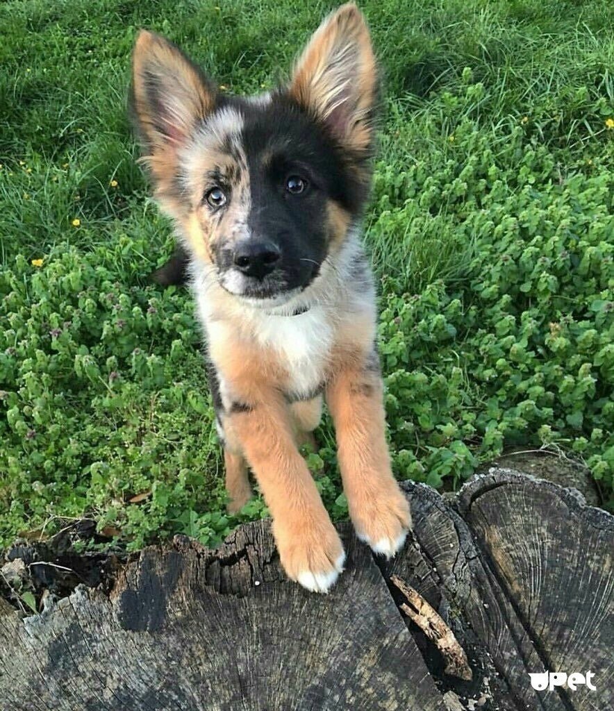 Метис хаски черный