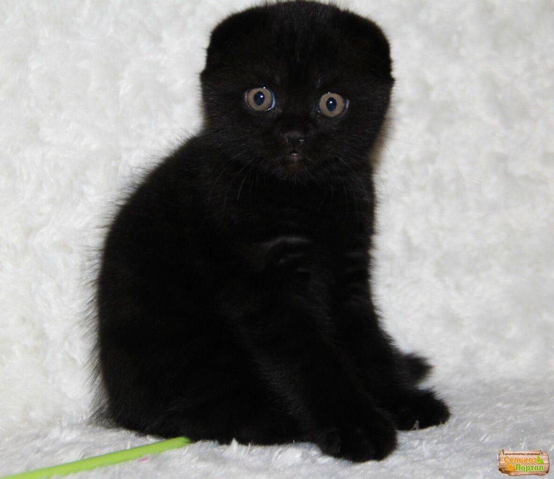 Шотландский скоттиш фолд черный