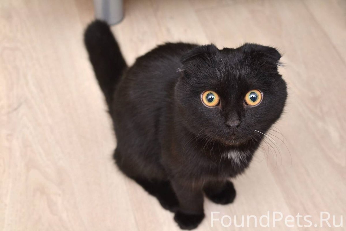 Скоттиш фолд метис черный